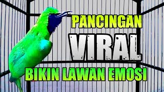 Download lagu Pancingan CUCAK IJO GACOR roll tembak buka paruh cocok pembangkit emosi lawan mp3 Download lagu Pancingan CUCAK IJO GACOR roll tembak buka paruh cocok pembangkit emosi lawan mp3