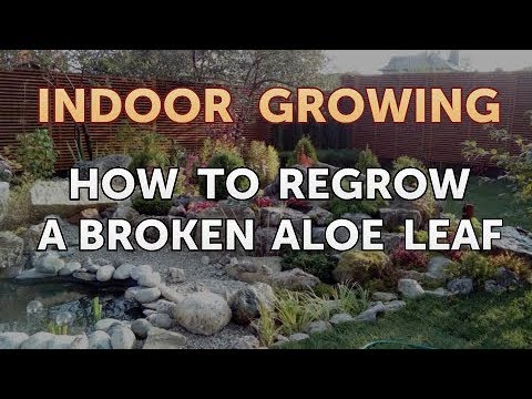 How to Regrow a Broken Aloe Leaf