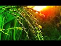 Vivasayam Natural Song Tamil Vivasayam Status Tamil WhatsApp Status Tamil Natural Status