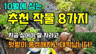 10월에 심는 추천 작물 8가지 지금 심어야 겨울에 죽지 않고 잘 자라고 텃밭이 풍성해져요 #10월에심는작물