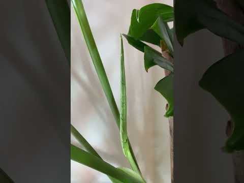 うちのモンステラ・デリシオサが泣いているのはなぜですか？これは悪い兆候ですか？  庭園