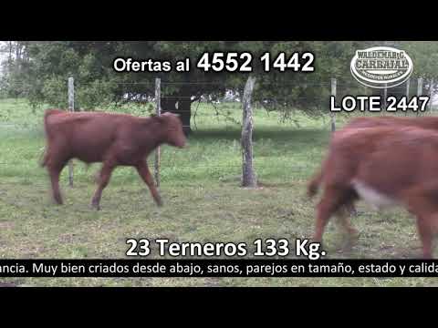 Lote 23 Terneros 23 SH 133kg -  en Manantiales- R54 a 25 Km de Radial Juan L.Lacaze