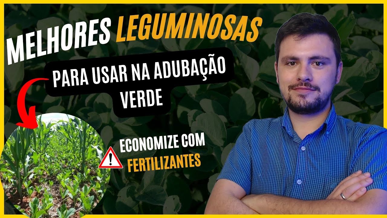 Melhores leguminosas para se utilizar na ADUBAÇÃO VERDE