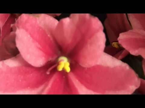 Saintpaulia ´Chimera´