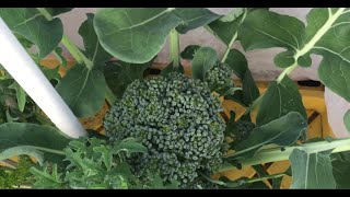How to Grow Hydroponic Broccoli and Kale Outdoors