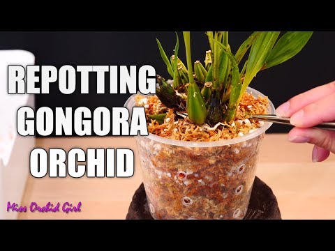 Repotting my new Gongora Orchid - Growth habit & particularities discussion