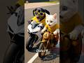 Poor White Kitten S Motorcycle Comeback Inspiring Never Give Up Story Dulu19 Nevergiveup