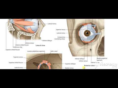 Oblique muscles of eyeball 3