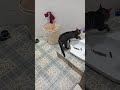 Kucing Langka Buang Air Besar Di Toilet