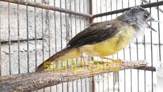 Download lagu Suara Kicuan Burung Empuloh irang | kapasan kunyit Gacor mp3 Download lagu Suara Kicuan Burung Empuloh irang | kapasan kunyit Gacor mp3