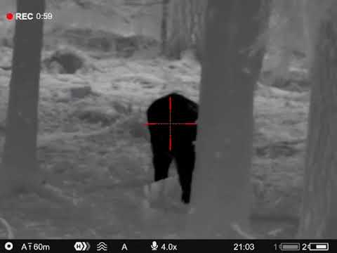 Stor galt/ vildsvin jakt # pulsar thermion