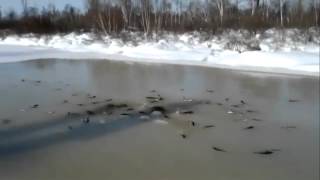 Рыба выпрыгивает зимняя рыбалка
