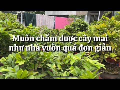 If you want to take care of a beautiful apricot tree with thick green leaves like a garden, come ...