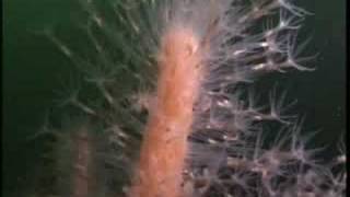 Coral Forest in Galicia