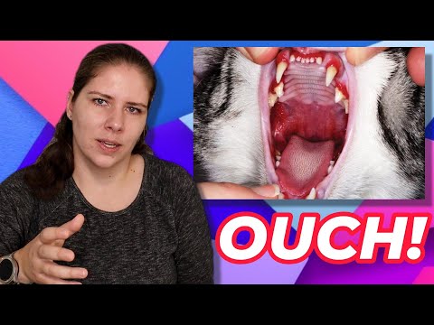Unique Cat Dental Concerns - What Are They? How Should They Be Treated? A Vet Explains!