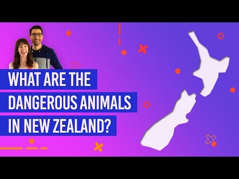 image-What animals in New Zealand can kill you?