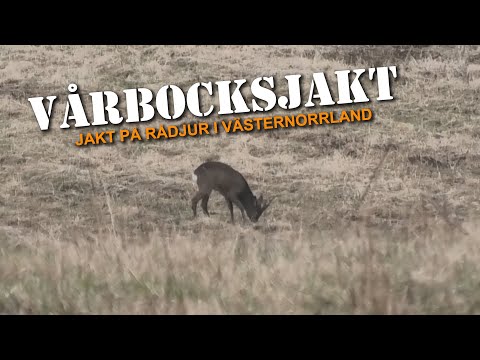 Vårbocksjakt - Jakt på rådjur i Västernorrland