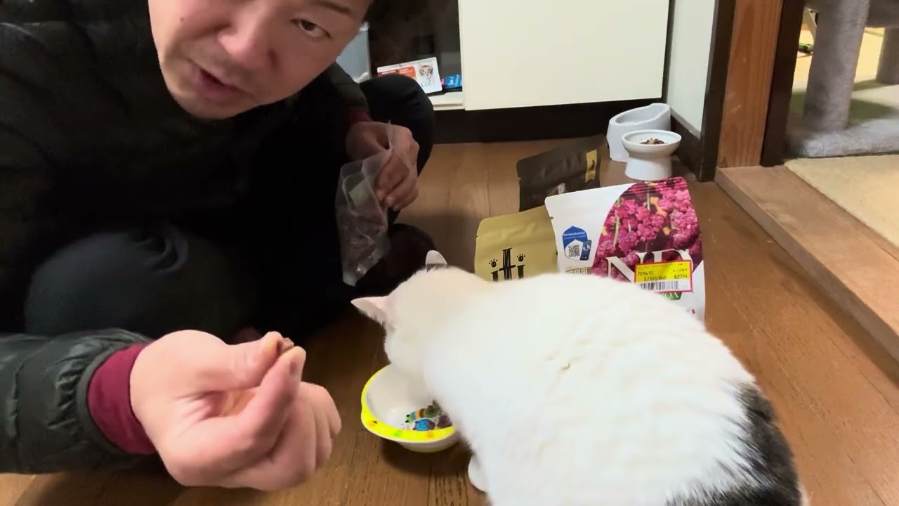 すごいぞ！ミミちゃん！高級キャットフード色々買ってきた。