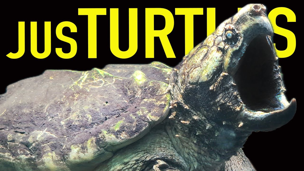 The National Zoo Has Incredible Turtles! ...And it's Free!