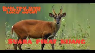 Download lagu Suara pikat kijang jantan mp3