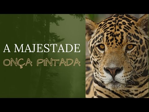 A majestade onça pintada#youtube