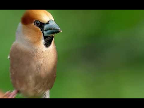 Kernbeißer (Hawnkfinch) Goldammer (Yellowammer) und Co in einer Kollage