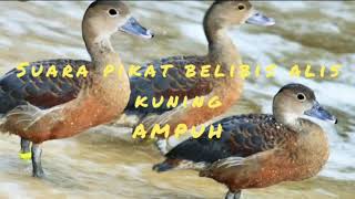 Download lagu suara pikat belibis alis kuning mantap mp3