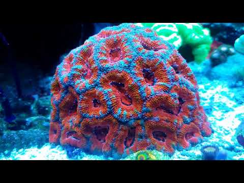 Reef Aquarium 200L (3 years old)