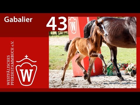 43 Gabalier HF v. Goldberg - D' Amour