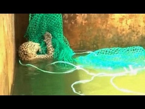 Raubkatzen-Rettung: Leopard im Wasserbecken | DER SPIEGEL