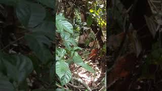 Download lagu Monyet sang raja hutan, bukit taman barisan Selatan (TNBBS) mp3