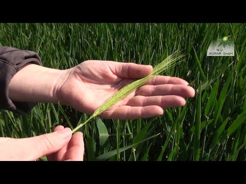 151. Feldexkursion: Wachstumsregler im Getreide; NU Agrar GmbH, 29.04.2020