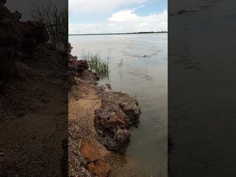 bogas grandes en paso dela patria