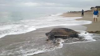 Sea Turtle going back to ocean Stuart FL Jan 2015