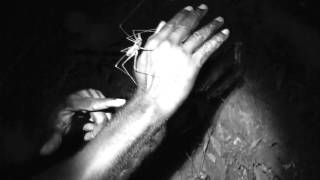 preview picture of video 'Whiptail Scorpion in Tobagos Rainforest'