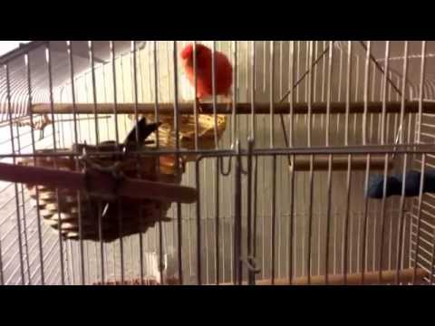 Red Frosty with Cinnamon Nesting