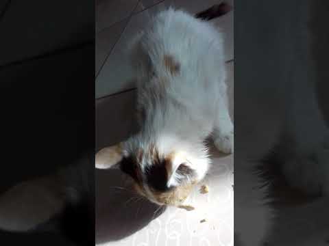 মদীনার বিড়ালقطة المدينة المنورة