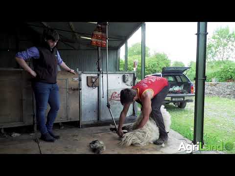How to shear sheep