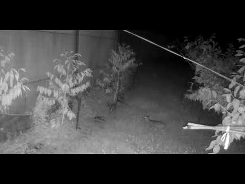 大雪山草生栽培林地內棲地改善，夜間紀錄到山羌活動影像 2