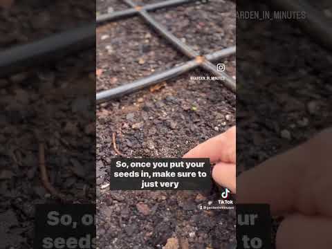 , title : 'Planting Cauliflower From Seed In Raised Beds #gardening #gardengrid'