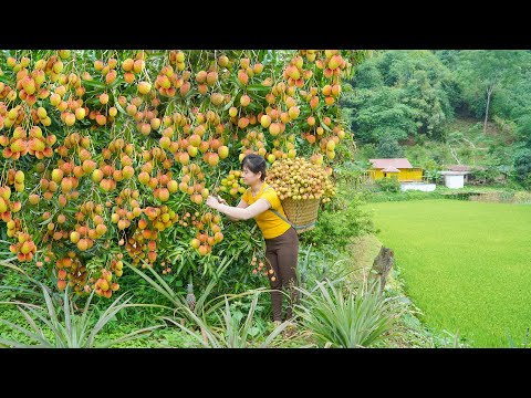 Harvesting Lots of Lychees On The Farm Goes To Countryside Market Sell - My Bushcraft / Nhất