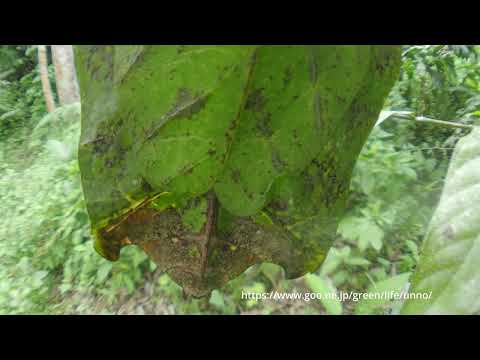 虫の目レンズで撮ったオオコノハムシ