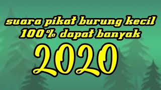 Download lagu Suara pikat burung kecil paling ampuh || terbaru 2020 mp3