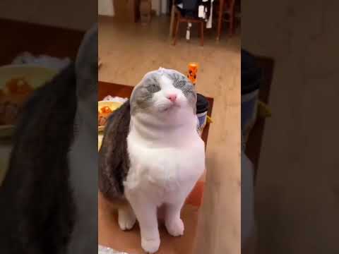 Lustige Katzen  #katze #kitty #katzen #kätzchen  #catlover #cats  #cat #cute