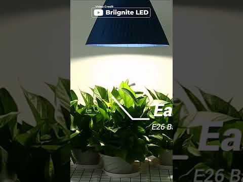 Briignite Full Spectrum Light Bulbs #shorts