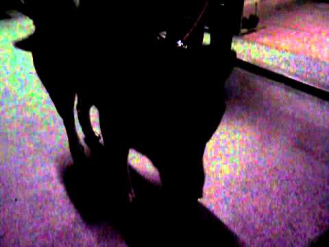 1/26巧克力討食篇(原發表者:巧克力家)(影片)