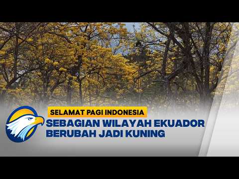 El Nino Picu Bunga Guayacan Mekar Tiga Bulan Lebih Cepat di Ekuador | Selamat Pagi Indonesia