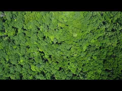 Beaches, Forests, & Wildfires