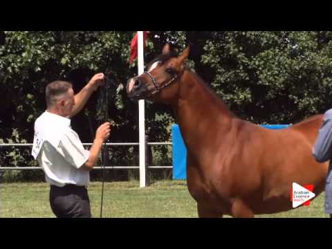 N.54 NOMIA - Ströhen 2015 C-Show - Mares 7 to 9 years old (Class 10)