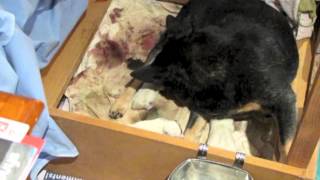 Australian Cattle Dogs : HallsHeelers Puppy Update #1 - 1st May 2013